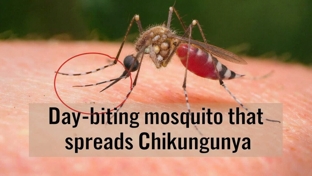 Aedes mosquito spreading chikungunya risk in india